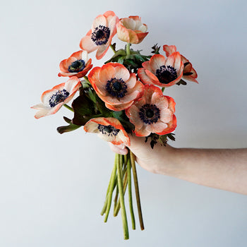 Tinted Coral Anemone Wholesale Flower Bunch in a hand