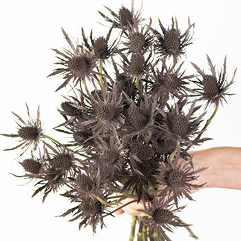 Brown Tinted Thistle Wholesale Flower Bunch in a hand