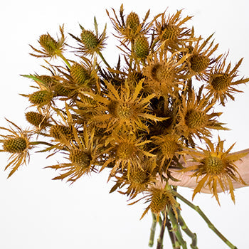 Copper Tinted Thistle Wholesale Flower Bunch in a hand