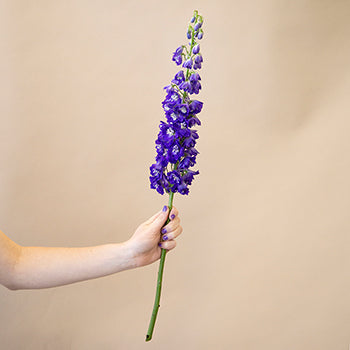 Delphinium Asia Elatum Purple Blue Wholesale Flower Bunch in a hand
