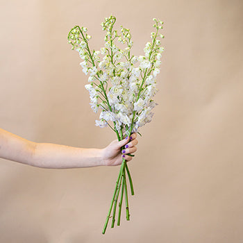 Delphinium Full Moon Blue and White Wholesale Flower Bunch in a hand