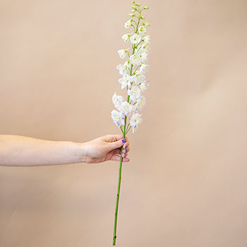 Delphinium Full Moon Blue and White Wholesale Flower Stem in a hand