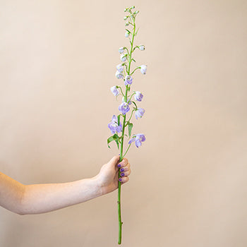 Delphinium Lavender Wholesale Flower Stem in a hand