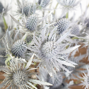 Snow White Tinted Thistle Wholesale Flower Bunch in a hand