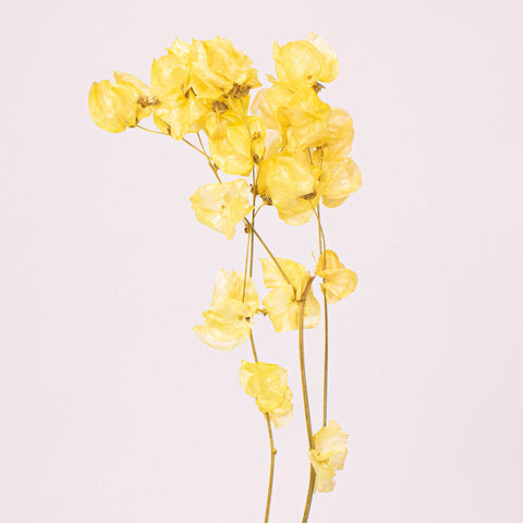 Bougainvillea Apricot Wholesale Flower Stem