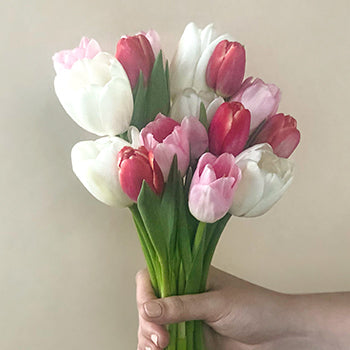 Mixed Bouquet Tulips Wholesale Flower Bunch in a hand