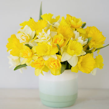 Mixology Daffodil Spring Flowers