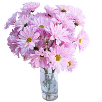 Antique Pink Daisy Flower