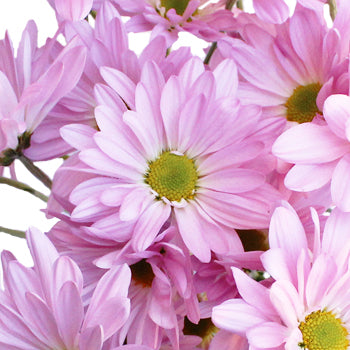 Antique Pink Daisy Flower