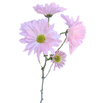 Antique Pink Daisy Flower