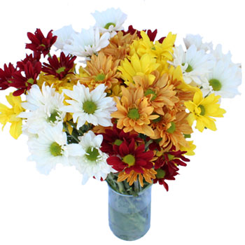 Fall Daisy Assorted Colors Flower