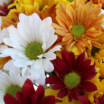 Fall Daisy Assorted Colors Flower