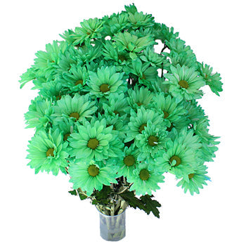 Mint Green Daisy Flower Enhanced