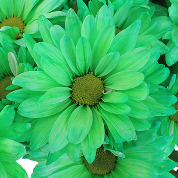 Mint Green Daisy Flower Enhanced
