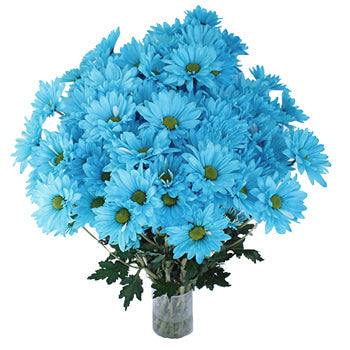 Enhanced Blue Daisy Flower