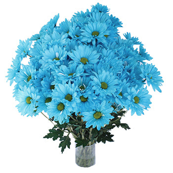 Enhanced Blue Daisy Flower