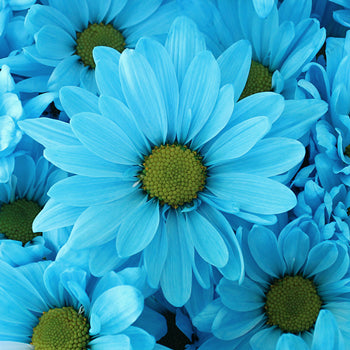 Enhanced Blue Daisy Flower