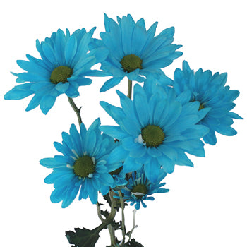Enhanced Blue Daisy FlowerTested ,.-123456:;$�%R!