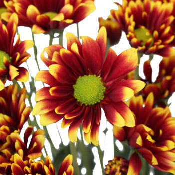Autumn Daisy Flower