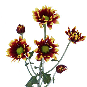 Autumn Daisy Flower