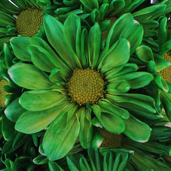 Green Bulk Daisy Flower Enhanced