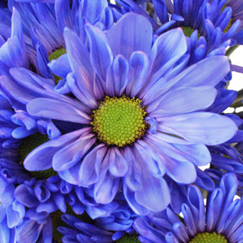 Blueberry Daisy Flower Enhanced