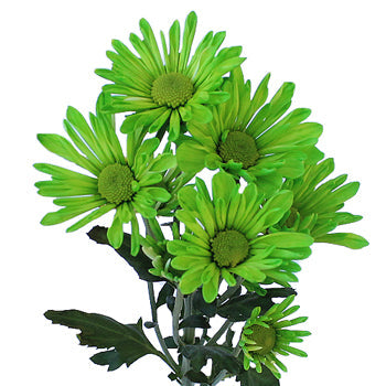 Lime Green Daisy Flower Enhanced