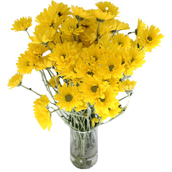 Lemon Lime Cushion Flower