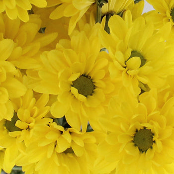 Lemon Lime Cushion Flower