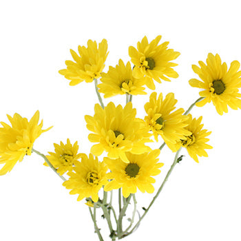 Lemon Lime Cushion Flower