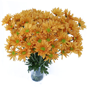 Tangerine Orange Wedding Daisy Flower
