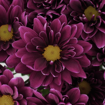 Frosted Plum Daisy Flower