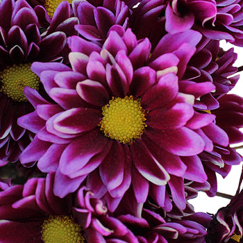 Tie Dye Daisy Flower Pink