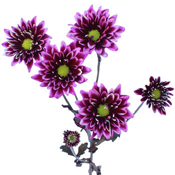 Tie Dye Daisy Flower Pink