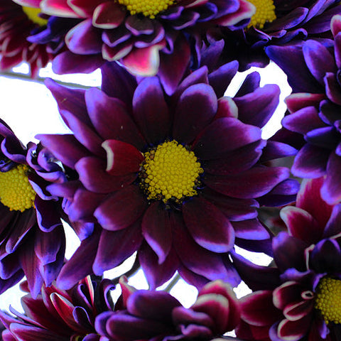 Tie Dye Daisy Flower Purple