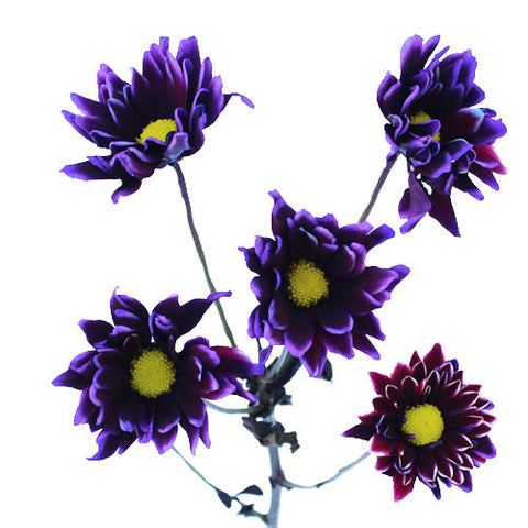 Tie Dye Daisy Flower Purple