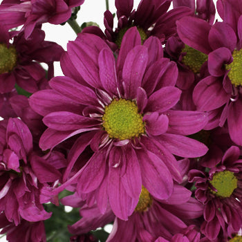 Purpleberry Daisy Flower