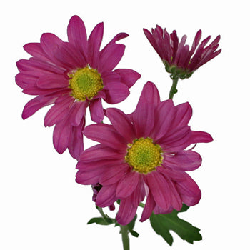 Purpleberry Daisy Flower