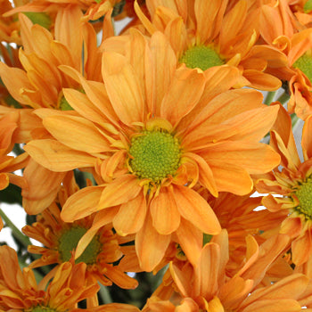 Tangerine Orange Wedding Daisy Flower