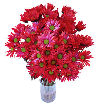 Red Bulk Enhanced Daisy Flower