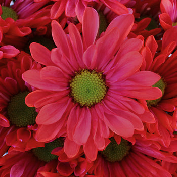 Red Bulk Enhanced Daisy Flower