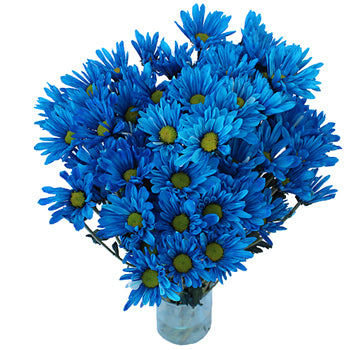 Blue Bulk Daisy Enhanced Flower