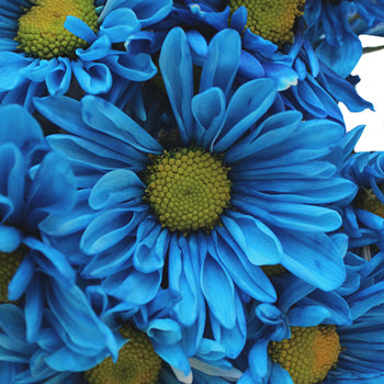 Blue Bulk Daisy Enhanced Flower