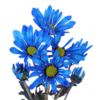 Blue Bulk Daisy Enhanced Flower