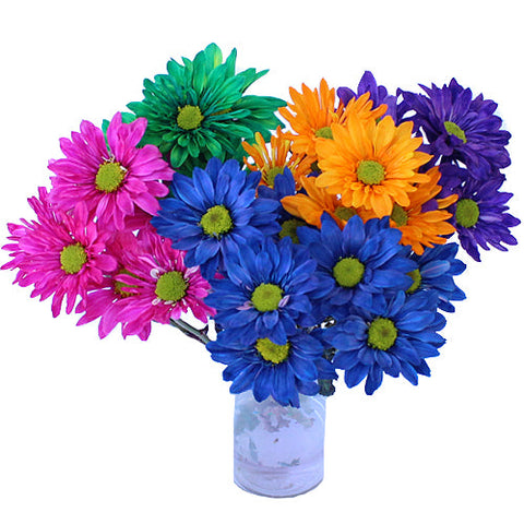 Farm Mix Enhanced Daisy Flower