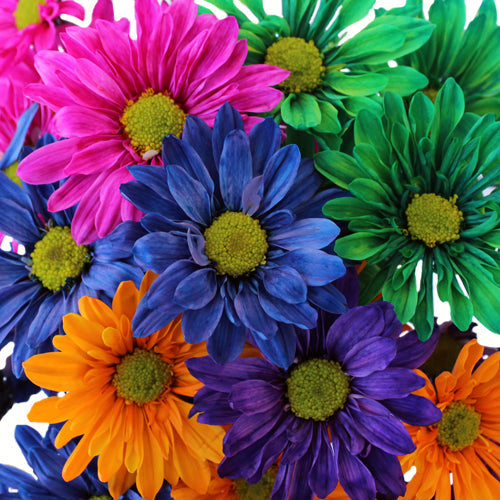 Farm Mix Enhanced Daisy Flower