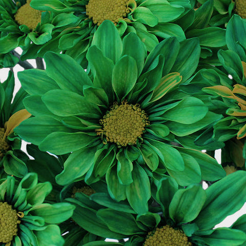 Enhanced Green Daisy Flower