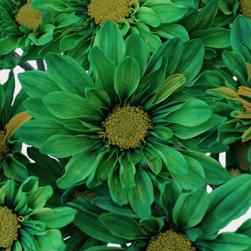 Enhanced Green Daisy Flower