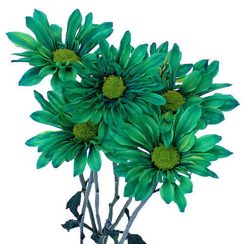 Enhanced Green Daisy Flower