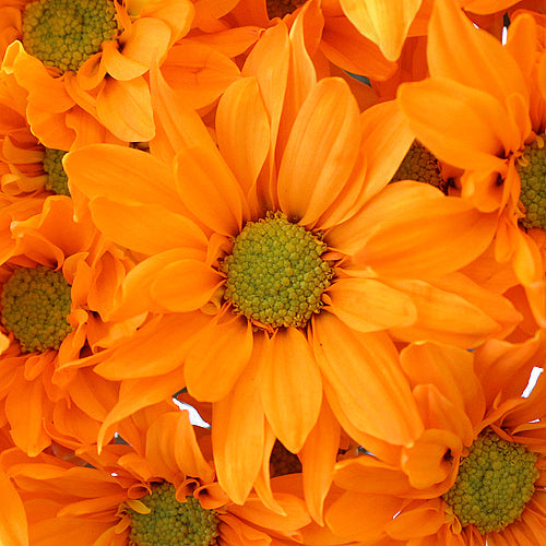 Orange Bulk Daisy Enhanced Flower